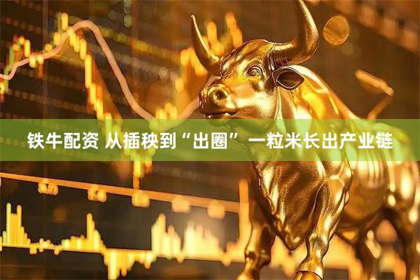铁牛配资 从插秧到“出圈” 一粒米长出产业链